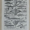 Poissons, planche zoologique d’Adolphe Millot 1932