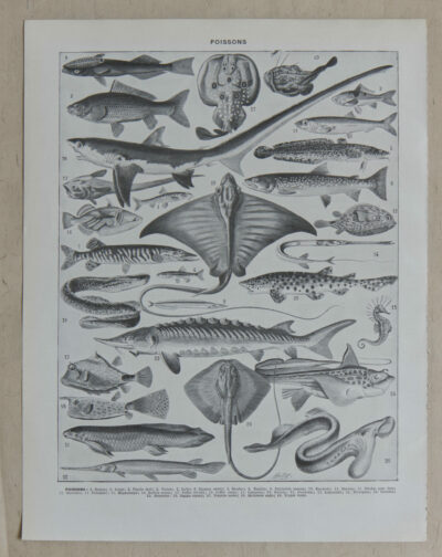 Poissons, planche zoologique d’Adolphe Millot 1932