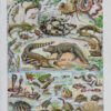 Reptiles, planche zoologique d’Adolphe Millot 1932