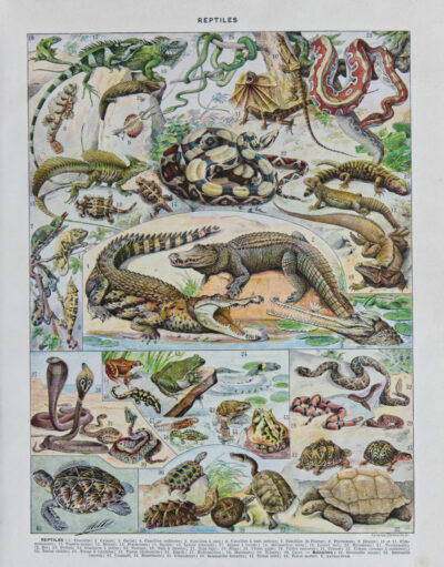 Reptiles, planche zoologique d’Adolphe Millot 1932