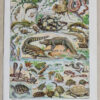 Reptiles, planche zoologique d’Adolphe Millot 1932