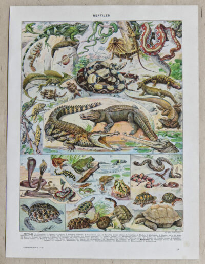 Reptiles, planche zoologique d’Adolphe Millot 1932