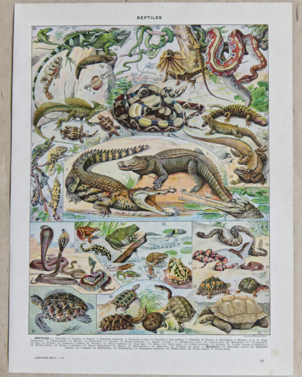 Reptiles et paléontologie, lot de trois planches Adolphe Millot 1932