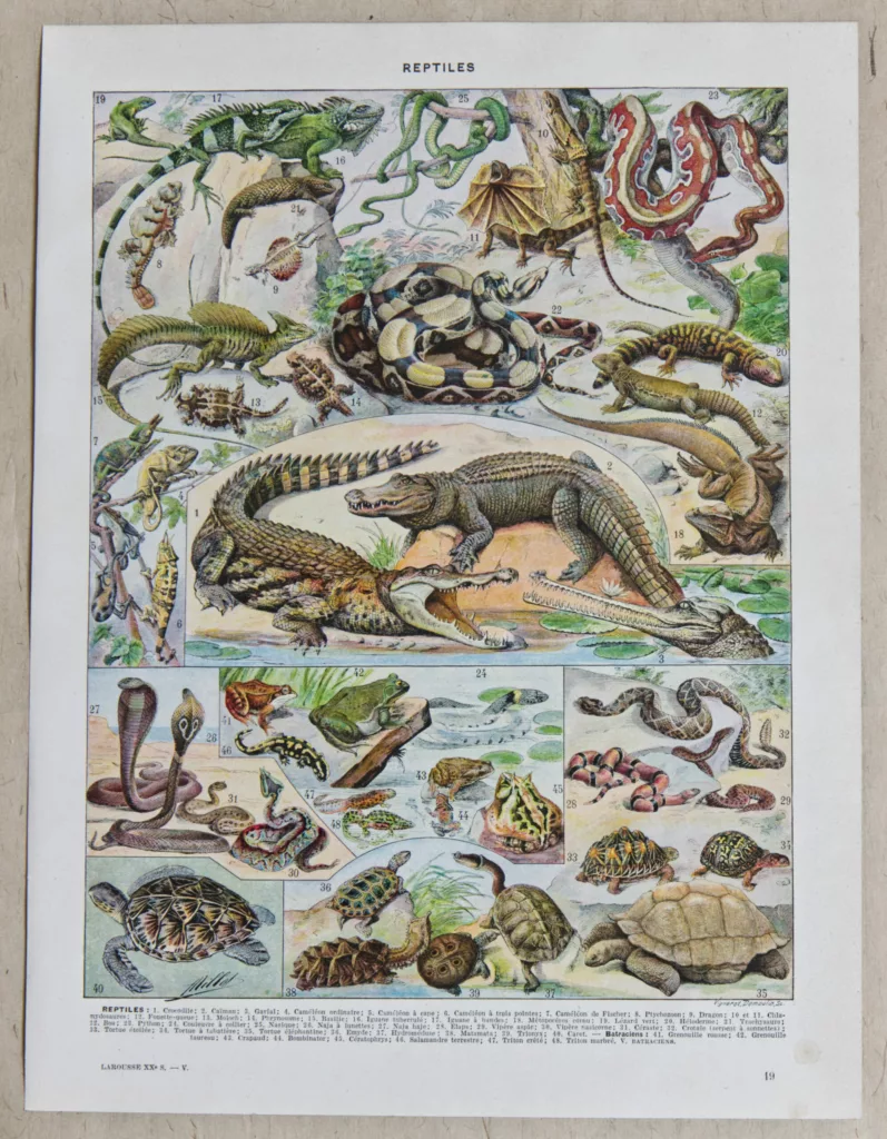 Reptiles et paléontologie, lot de trois planches Adolphe Millot 1932