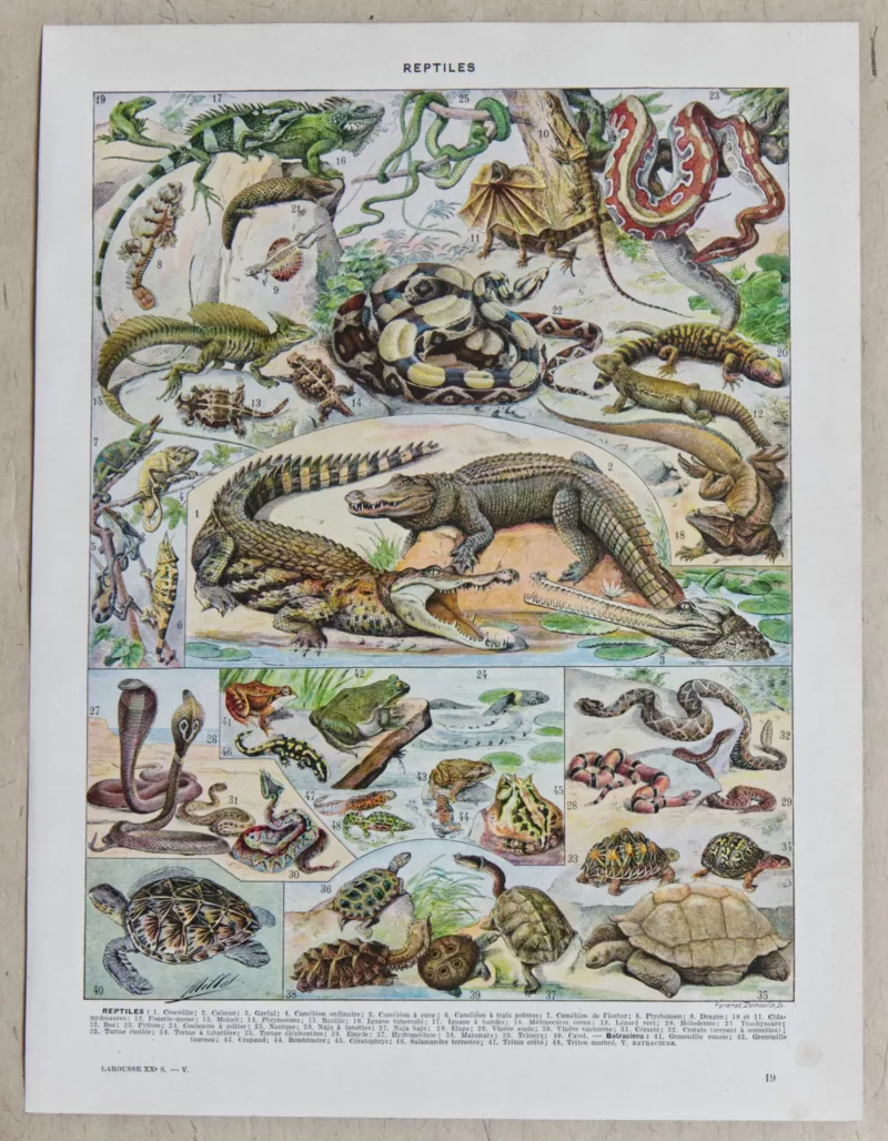 Reptiles et paléontologie, lot de trois planches Adolphe Millot 1932