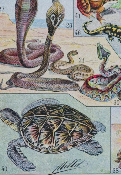 Reptiles, planche zoologique d’Adolphe Millot 1932