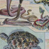 reptiles-rm1-scaled-1.jpg Reptiles et paléontologie, lot de trois planches Adolphe Millot 1932