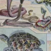 Reptiles et paléontologie, lot de trois planches Adolphe Millot 1932