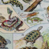Reptiles, planche zoologique d’Adolphe Millot 1932