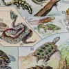 Reptiles et paléontologie, lot de trois planches Adolphe Millot 1932