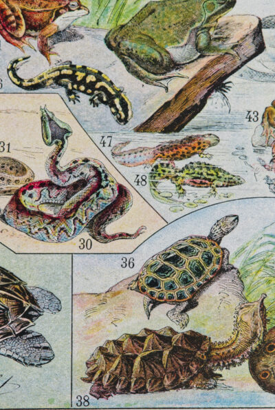 Reptiles, planche zoologique d’Adolphe Millot 1932