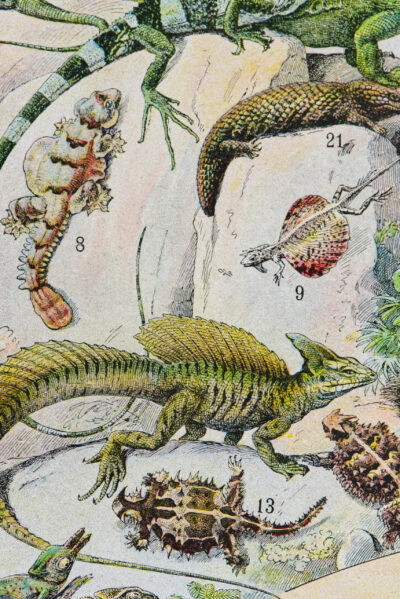 Reptiles, planche zoologique d’Adolphe Millot 1932