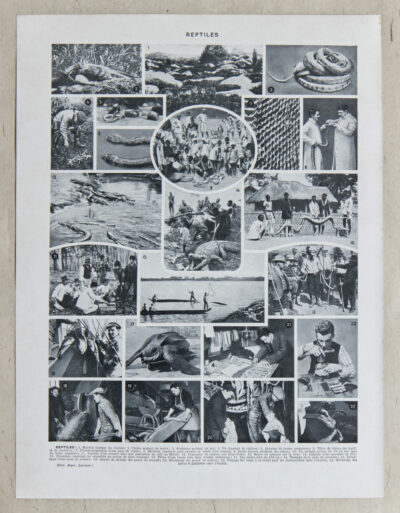 Reptiles, planche zoologique d’Adolphe Millot 1932