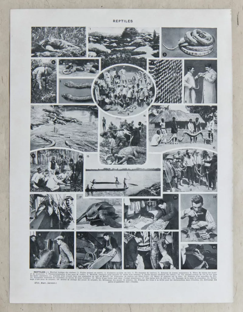 Reptiles et paléontologie, lot de trois planches Adolphe Millot 1932