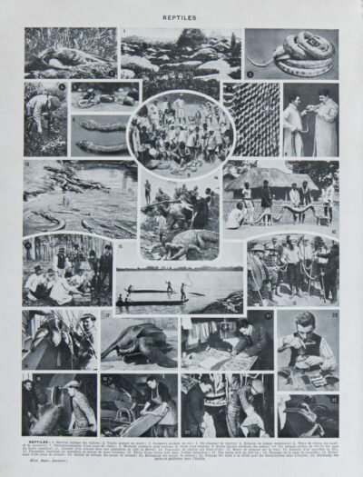 Reptiles, planche zoologique d’Adolphe Millot 1932