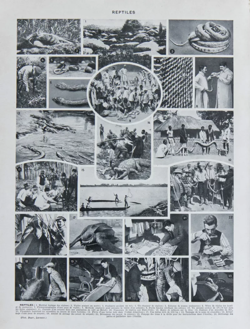 Reptiles et paléontologie, lot de trois planches Adolphe Millot 1932