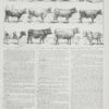 vaches-races-a10.jpg Vaches races Normande Charolaise Durham 1930, planche zoologie bovine