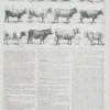 Vaches races Normande Charolaise Durham 1930, planche zoologie bovine – planche ancienne entière