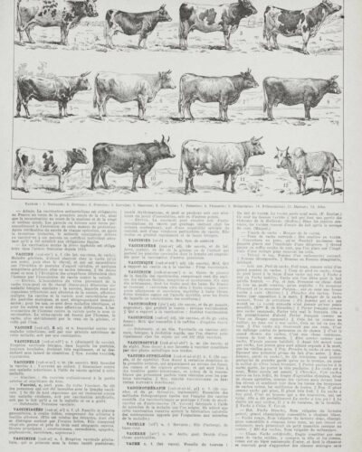 vaches-races-a10.jpg Vaches races Normande Charolaise Durham 1930, planche zoologie bovine