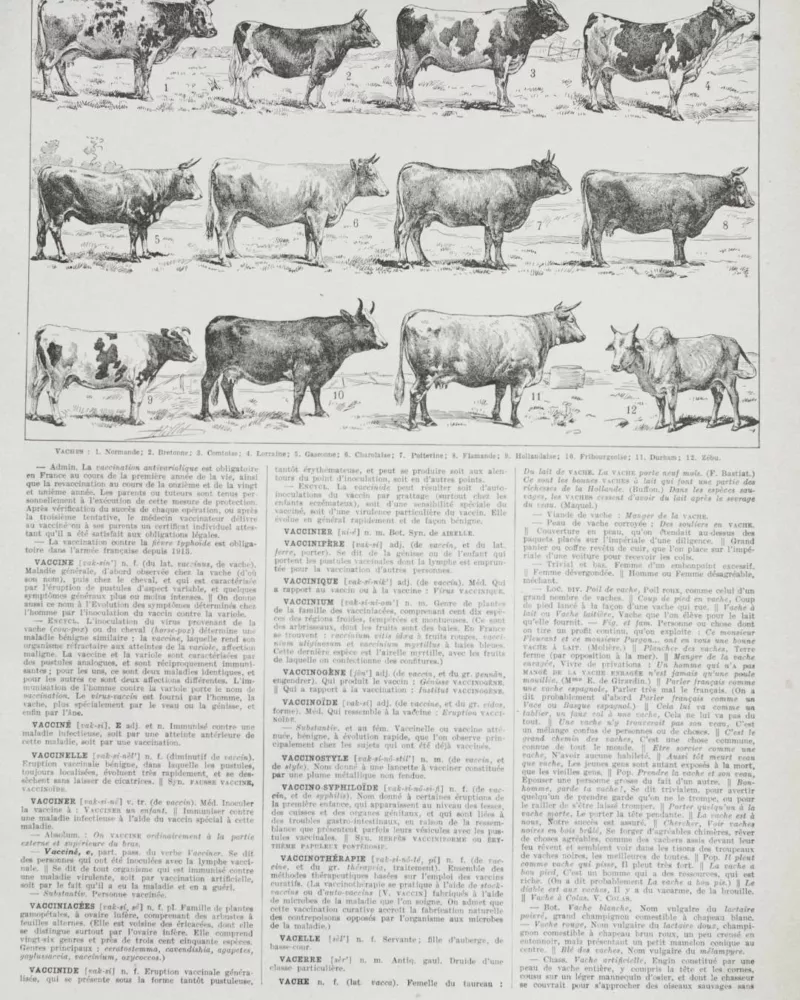 Vaches races Normande Charolaise Durham 1930, planche zoologie bovine – planche ancienne entière