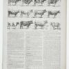 vaches-races-a11.jpg Vaches races Normande Charolaise Durham 1930, planche zoologie bovine
