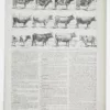Vaches races Normande Charolaise Durham 1930, planche zoologie bovine