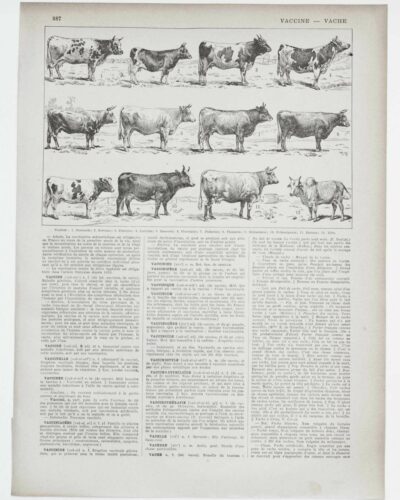 vaches-races-a11.jpg Vaches races Normande Charolaise Durham 1930, planche zoologie bovine