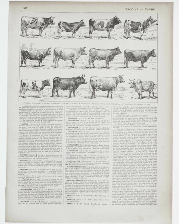 Vaches races Normande Charolaise Durham 1930, planche zoologie bovine