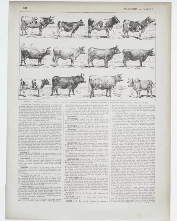 vaches-races-a11.jpg Vaches races Normande Charolaise Durham 1930, planche zoologie bovine