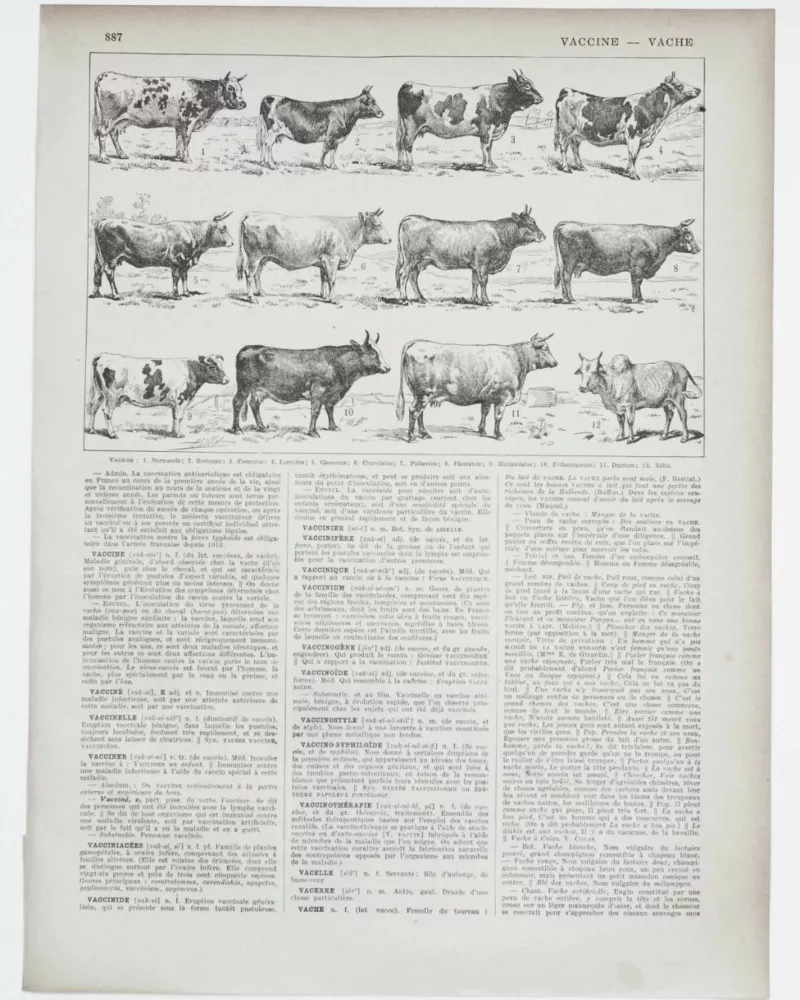 Vaches races Normande Charolaise Durham 1930, planche zoologie bovine