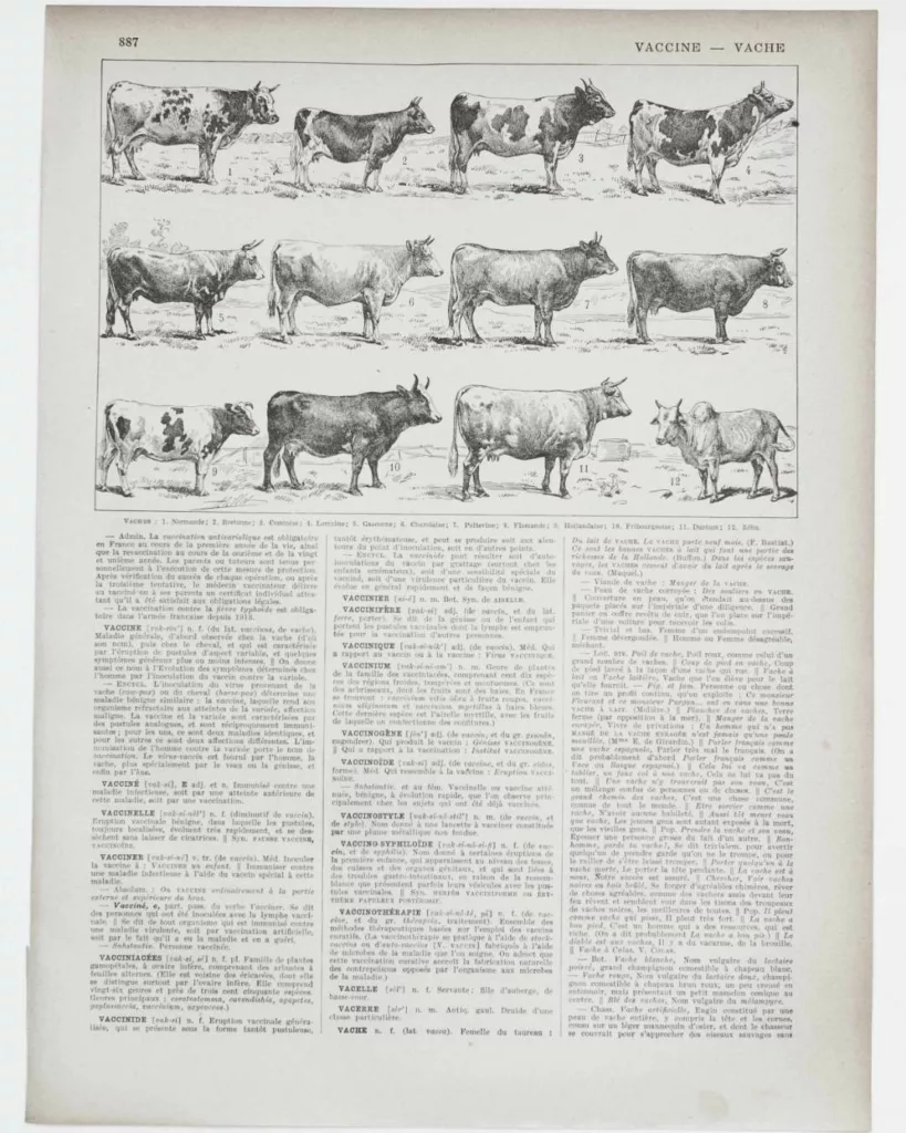 Vaches races Normande Charolaise Durham 1930, planche zoologie bovine
