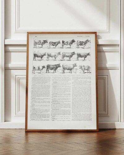 vaches-races-a12.jpg Vaches races Normande Charolaise Durham 1930, planche zoologie bovine