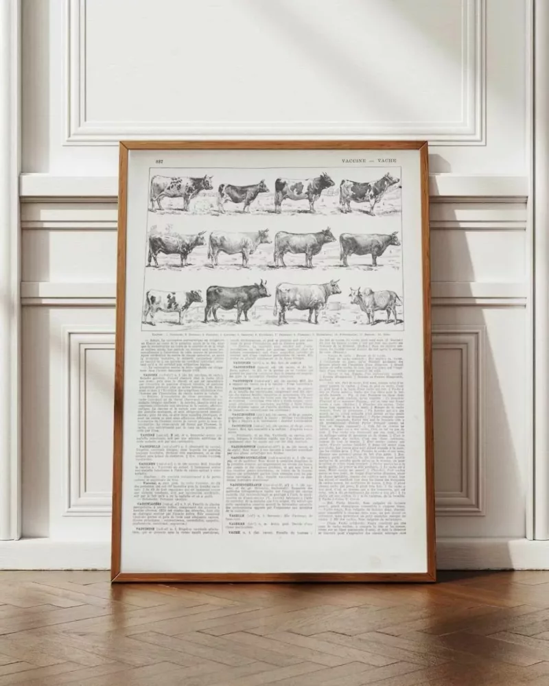 Vaches races Normande Charolaise Durham 1930, planche zoologie bovine – planche encadrée en décoration murale