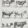 vaches-races-a13.jpg Vaches races Normande Charolaise Durham 1930, planche zoologie bovine