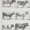 Vaches races Normande Charolaise Durham 1930, planche zoologie bovine – détail de la planche ancienne