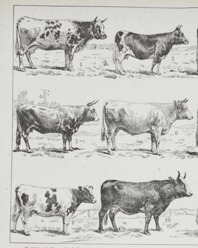 vaches-races-a13.jpg Vaches races Normande Charolaise Durham 1930, planche zoologie bovine