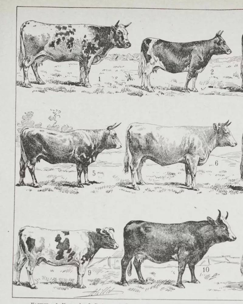 Vaches races Normande Charolaise Durham 1930, planche zoologie bovine – détail de la planche ancienne