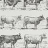 vaches-races-a14.jpg Vaches races Normande Charolaise Durham 1930, planche zoologie bovine