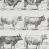 Vaches races Normande Charolaise Durham 1930, planche zoologie bovine – détail de la planche ancienne