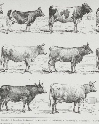 vaches-races-a14.jpg Vaches races Normande Charolaise Durham 1930, planche zoologie bovine
