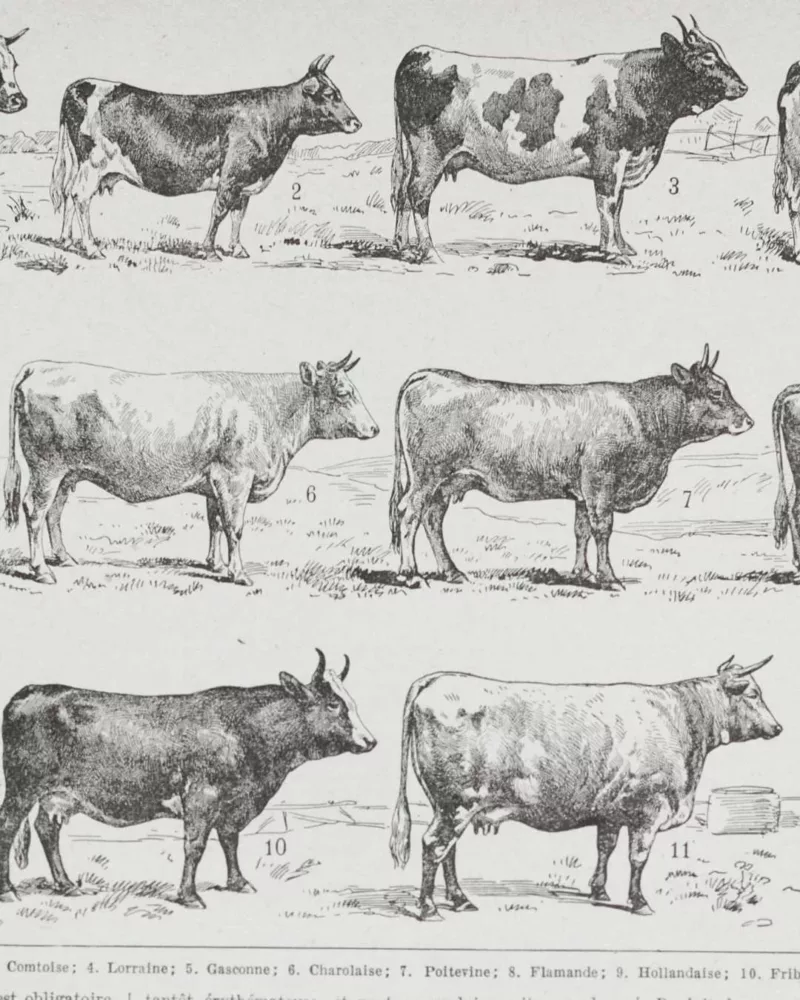 Vaches races Normande Charolaise Durham 1930, planche zoologie bovine – détail de la planche ancienne