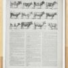 vaches-races-b11.jpg Vaches races Normande Charolaise Durham 1930, planche zoologie bovine
