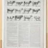 Vaches races Normande Charolaise Durham 1930, planche zoologie bovine – planche ancienne entière