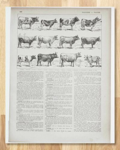 vaches-races-b11.jpg Vaches races Normande Charolaise Durham 1930, planche zoologie bovine