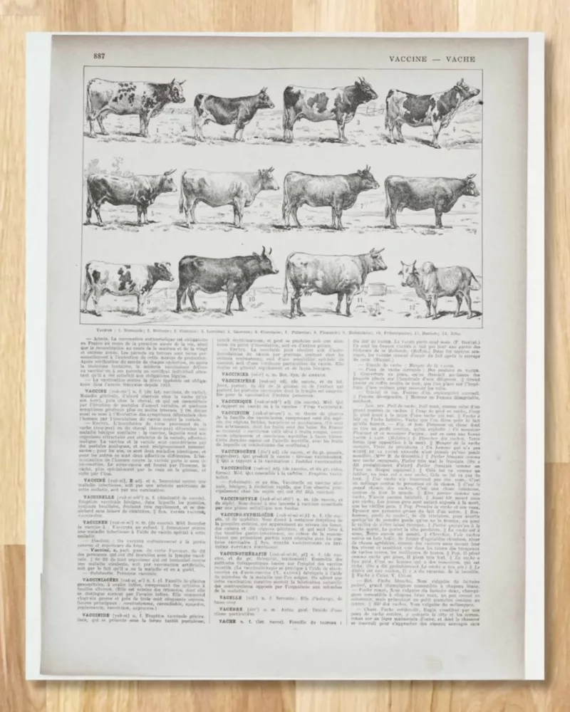 Vaches races Normande Charolaise Durham 1930, planche zoologie bovine – planche ancienne entière
