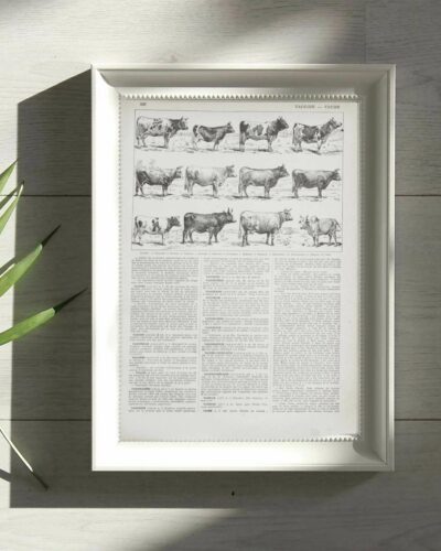 vaches-races-b12.jpg Vaches races Normande Charolaise Durham 1930, planche zoologie bovine