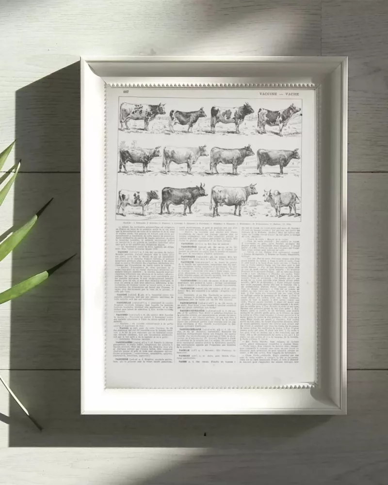 Vaches races Normande Charolaise Durham 1930, planche zoologie bovine – planche encadrée en décoration murale
