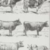 vaches-races-b13.jpg Vaches races Normande Charolaise Durham 1930, planche zoologie bovine