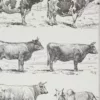 Vaches races Normande Charolaise Durham 1930, planche zoologie bovine – détail de la planche ancienne