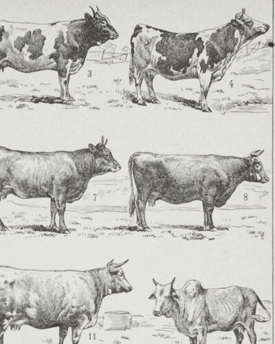 vaches-races-b13.jpg Vaches races Normande Charolaise Durham 1930, planche zoologie bovine